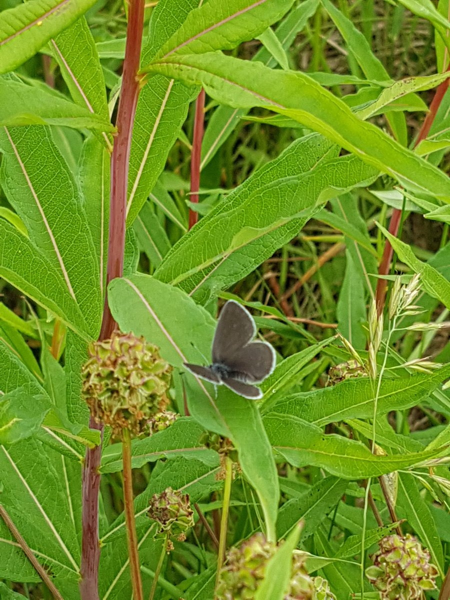2018 will be an exciting uear for #WildService . Particularly looking forward to monitoring the translocated #SmallBlue population in north Bristol