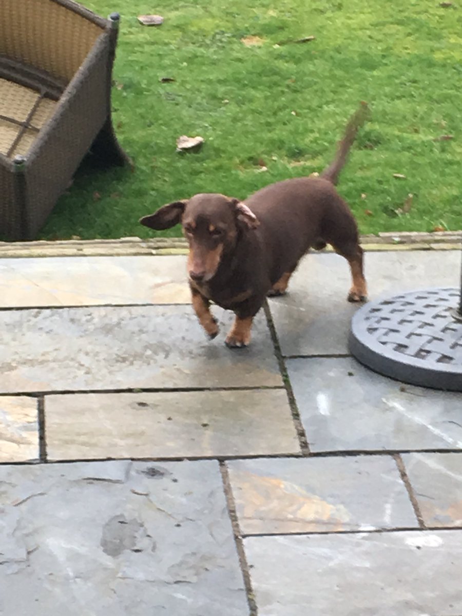 herrbutters's tweet photo. I have just ventured out into my garden,it is rather windy and blew my ears around so I didnโt stay out long #StormDylan https://t.co/FXYbC2nDZC