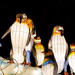 Photo by Magical Lantern (@MagicalLantern)