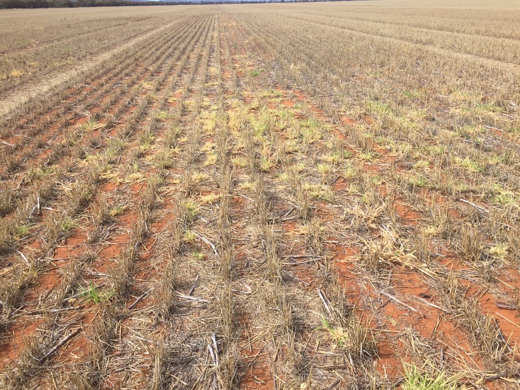 farmingfitz's tweet photo. This job was Gramoxone/Valor/Targa. FTR had some regrowth but Valor has kicked in after 14mm #bleeching https://t.co/E7VgZoC7Hq