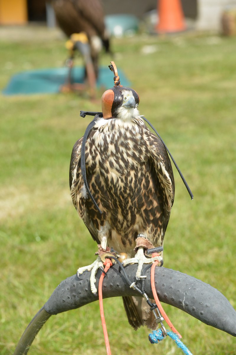 Bird_Shifter's tweet photo. THE USE OF HAWKS FOR BIRD CONTROL #Training #Course #CPD 24 &amp; 25 January 2018 #Chesterfield #BasisPoints #Accredited #PestBirds #FlyingRats  Further details info@bird-control-company.co.uk #BirdControl #Hawks #Gulls #Pigeons #Ethical #NonLethal #PestControl https://t.co/LhRCLXAq2I