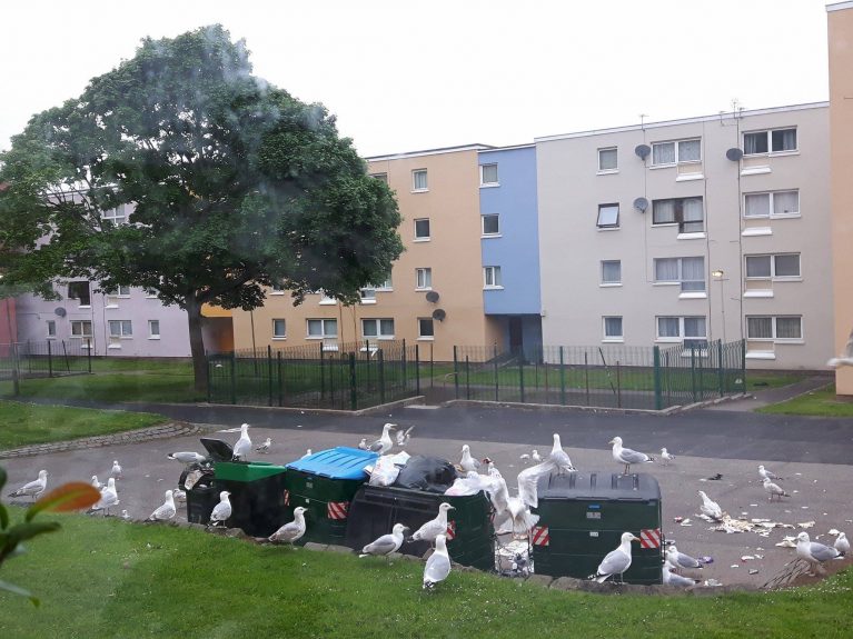 Bird_Shifter's tweet photo. THE USE OF HAWKS FOR BIRD CONTROL #Training #Course #CPD 24 &amp; 25 January 2018 #Chesterfield #BasisPoints #Accredited #PestBirds #FlyingRats  Further details info@bird-control-company.co.uk #BirdControl #Hawks #Gulls #Pigeons #Ethical #NonLethal #PestControl https://t.co/LhRCLXAq2I
