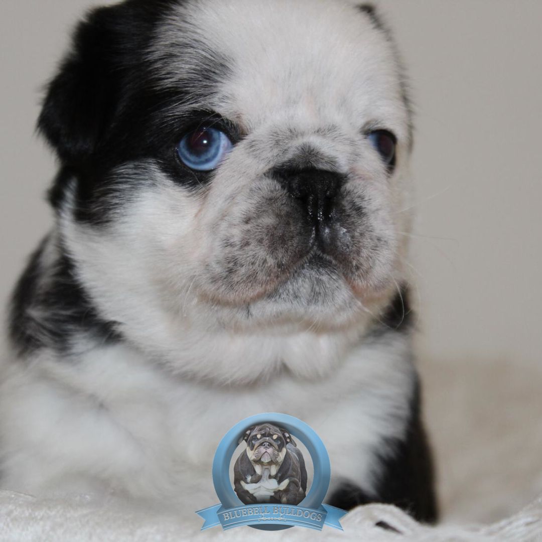 BluebellDogs tweet picture