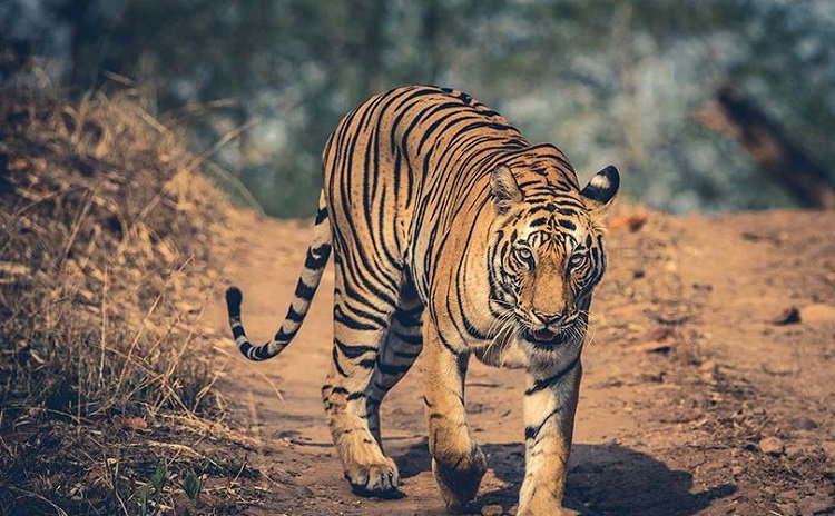 eChhapu's tweet photo. વર્ષો બાદ ગુજરાતમાં ફરી સંભળાશે ‘વાઘ આવ્યો રે વાઘ’

https://t.co/wxLAiirrLe

#Tiger #TheDangs #Gujarat https://t.co/fDTE8Fq438