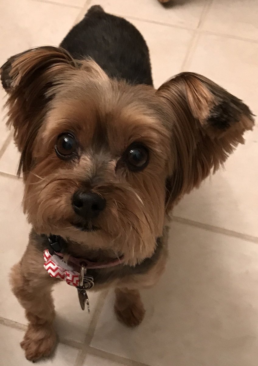 Good morning fox 2 !!  Please remember your fur babies during this very cold spell.💞. Sasha