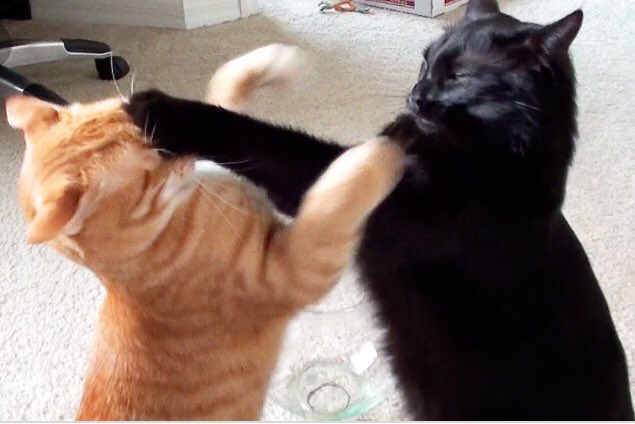 oOFeathertailOo's tweet photo. Actual picture of @AngryHollyleaf and @BroLionblaze having a sibling fight https://t.co/59GkmxNuGf
