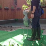 みんなが知ってるハシビロコウと違うw飼育員さんに笑顔を向けるハシビロコウが可愛い!