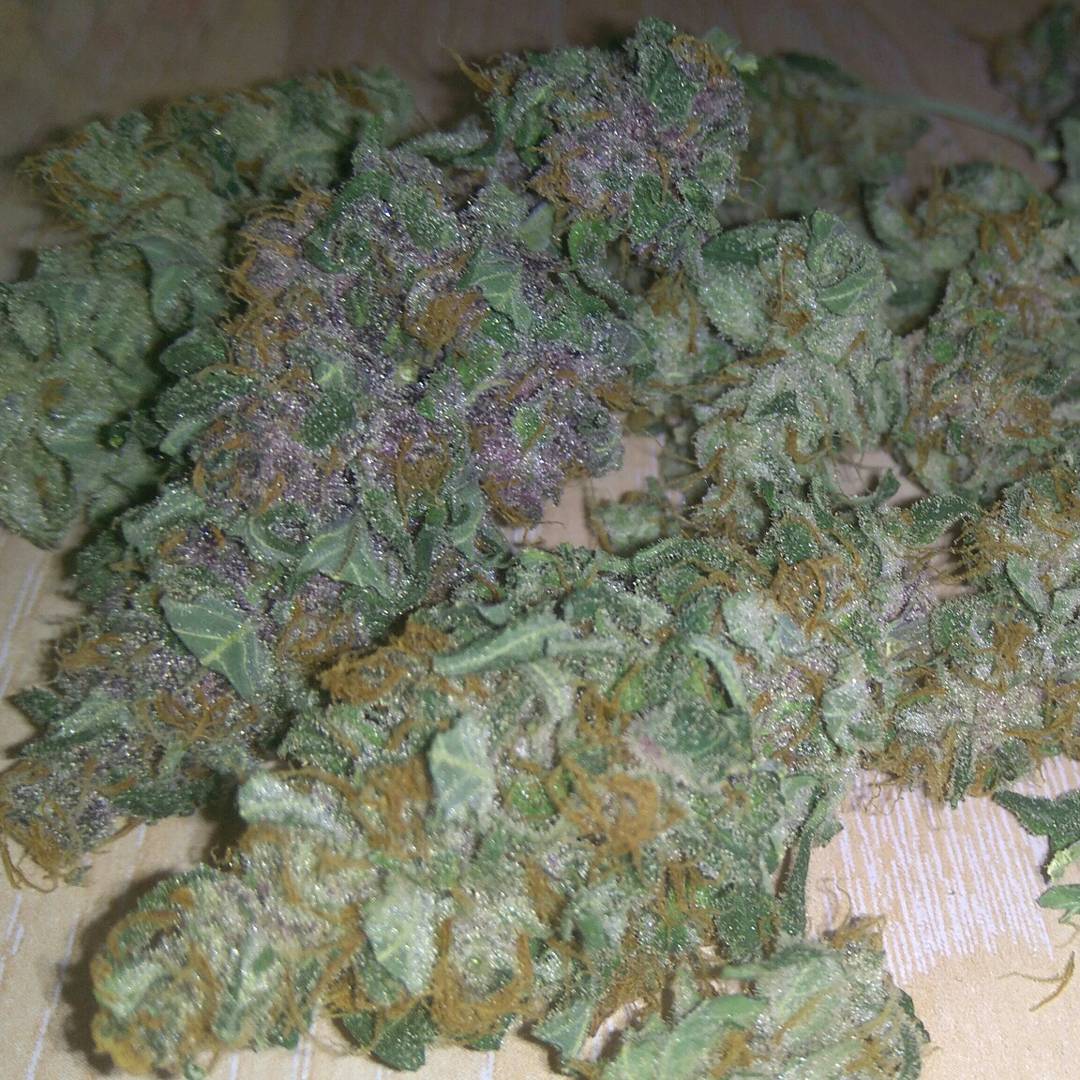 Estrellitastar6's tweet photo. La primera cosecha del año ya está en su bote para un buen curado 😄 quien siembra 🌱 recoge 💚💚💚 #marihuana #autocultivo #Iloveweed https://t.co/bU7BPkc6Av