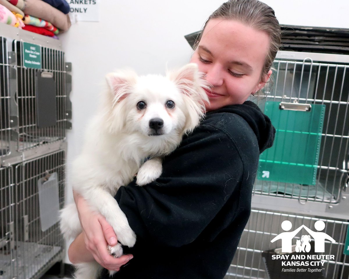 prckcmo's tweet photo. This pup was a scared when they first came in for surgery, but Alyx was there to provide a little comfort to a sweet, fluffy pup. I know it seems terrible to have to give dogs hugs or whatever, but hey, it comes with the territory. I guess we'll manage ;)

#dogs #spayneuter #SNKC https://t.co/8C8Y72kVV0