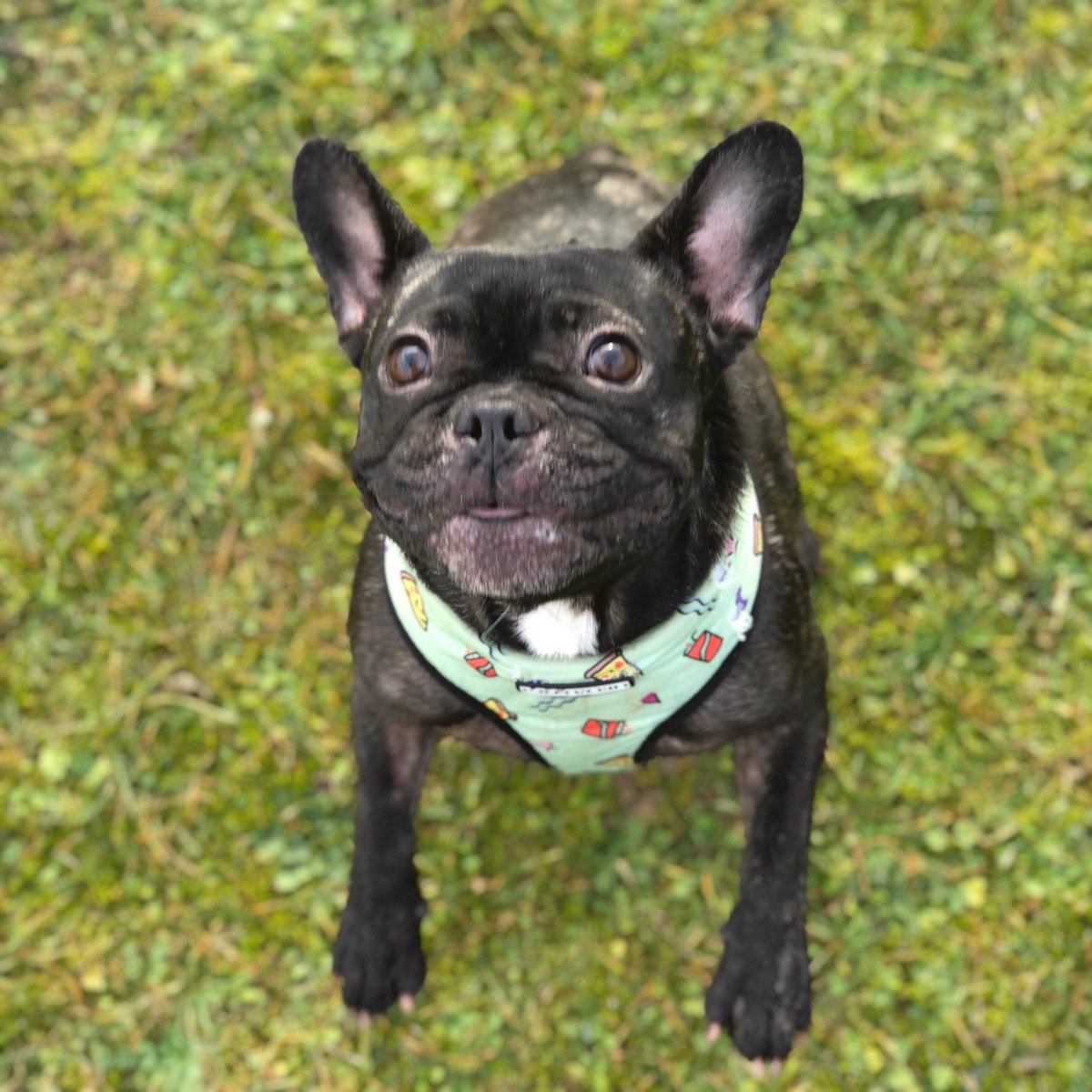 breethefrenchie's tweet photo. Are you a jumper ? πππ€πͺ #dog #frenchie #instafrenchie #frenchbulldog #breethefrenchie #studio905 https://t.co/nXmOnvptT7