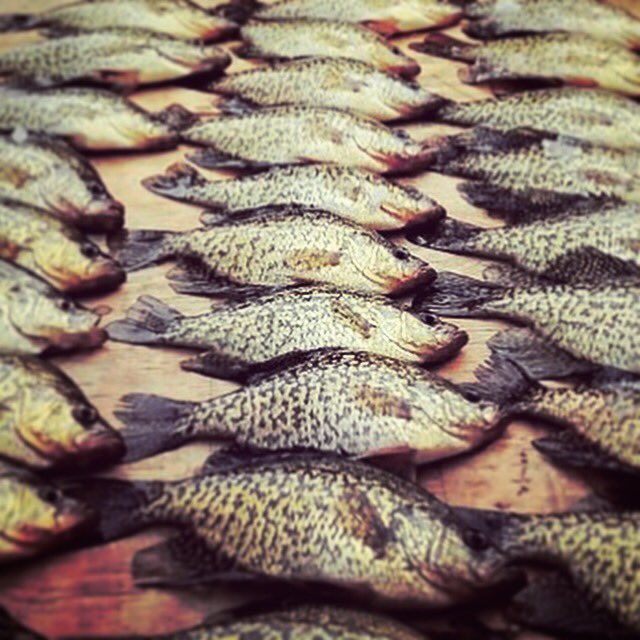 KickbackShack's tweet photo. 🔥It May be cold but at least it’s Crappie.......#fishing #hardwater #kbs #crappiefishing #icefishing #kickbackshack #outdoors #ganderoutdoors #cabelas #takeitoutdoors #shack #shacklife #smallhole #smallpole https://t.co/JtTmYcFtqx