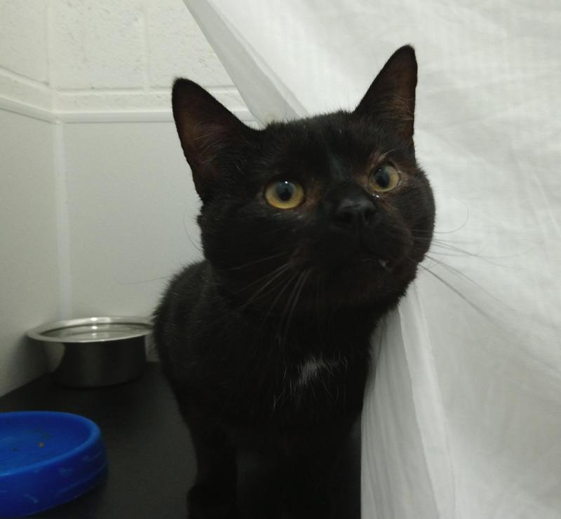 RSPCASheffield's tweet image. We've got another very special cat looking for the purrfect home.  This boy really deserves a wonderful new owner to pamper and adore him &amp;lt;3 Power &amp;lt;3 ow.ly/XgIk30hxco9 #FindEachOther #AdoptDontShop