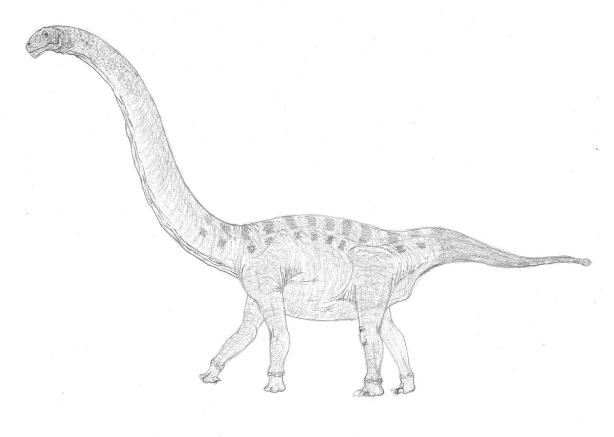 K Ta けーた 坐骨神経痛 こんばんは オメイサウルス Omeisaurus Tianfuensis 君の名は 初めて見たけど 岐阜弁と飛騨弁がかなり違ってて興味深い つか 岐阜弁懐かしい