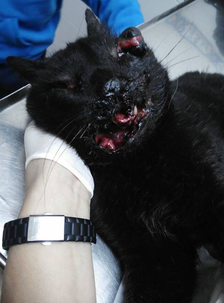 guardiacivil's tweet photo. ¿Conoces a los 💀💩que hicieron explotar un petardo en la boca de un gato el día de #Nochevieja en Almendralejo #Badajoz?

⬇️⬇️
☎️062
📩seprona@guardiacivil.org

Juntos lo encontraremos

https://t.co/TKI2l92f2S https://t.co/dhMJ7kgYNQ