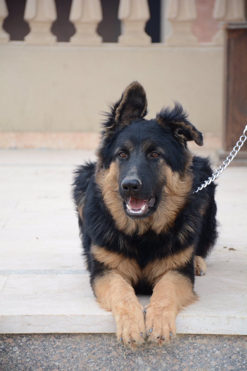 RAKKHOO's tweet photo. الكلب اتسرق من غرب سوميد ياريت اللي يلاقيه يكلمني 
Missing since 3/1/2018 😔
Retweet , Retweet please 🙏🏼

اسمه " Wolly" 

#lost_dog 
#please_help📢
#german_black_yellow
#جيرمن
#7months_years_old .
#male 
#cash_reward 💰
#غرب_سوميد 
#6_october
#٦_اكتوبر
#كلب_ضايع 
 
01119266865 https://t.co/VikdrKr2hk