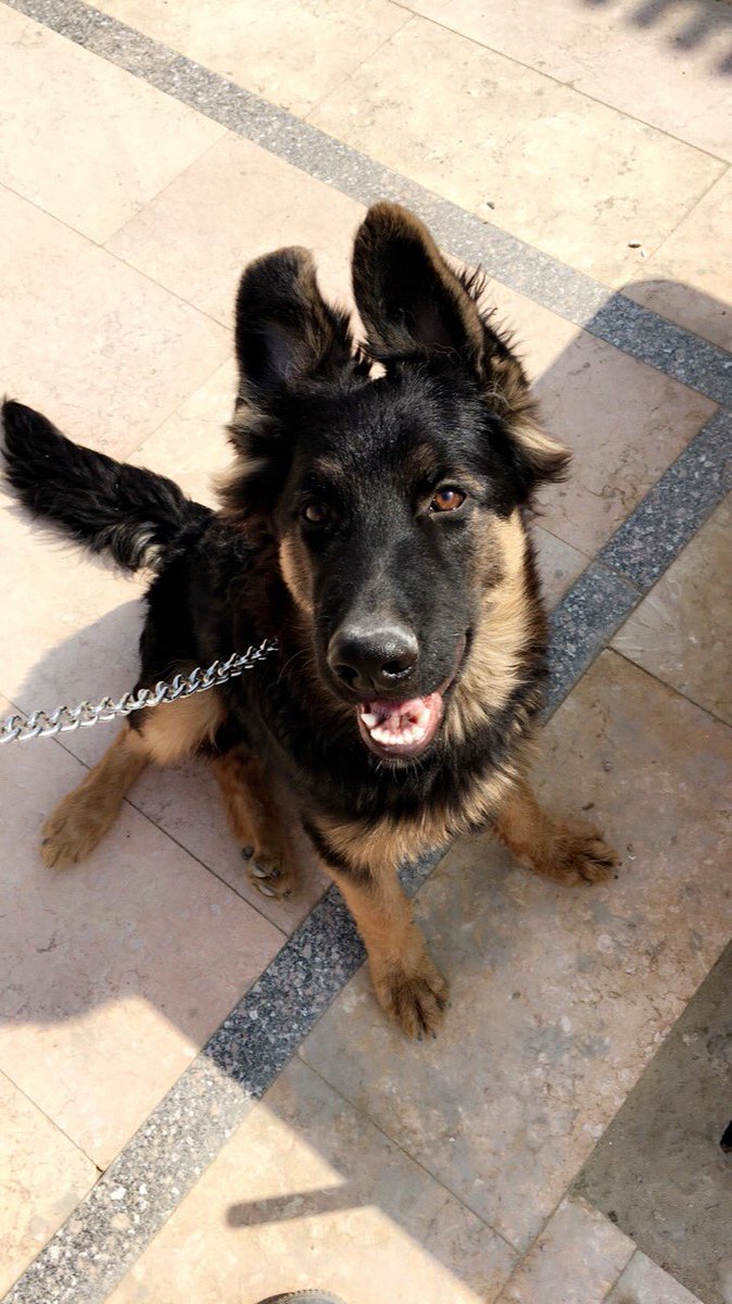 RAKKHOO's tweet photo. الكلب اتسرق من غرب سوميد ياريت اللي يلاقيه يكلمني 
Missing since 3/1/2018 😔
Retweet , Retweet please 🙏🏼

اسمه " Wolly" 

#lost_dog 
#please_help📢
#german_black_yellow
#جيرمن
#7months_years_old .
#male 
#cash_reward 💰
#غرب_سوميد 
#6_october
#٦_اكتوبر
#كلب_ضايع 
 
01119266865 https://t.co/VikdrKr2hk