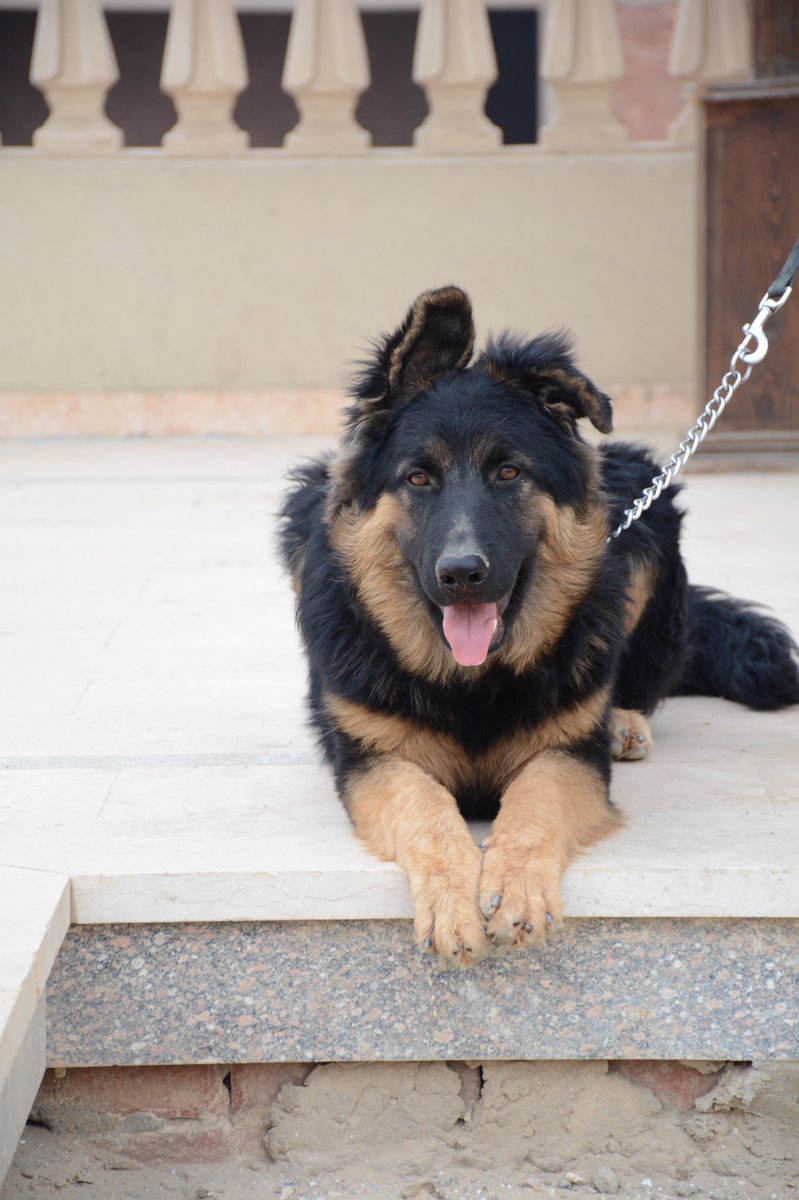 RAKKHOO's tweet photo. الكلب اتسرق من غرب سوميد ياريت اللي يلاقيه يكلمني 
Missing since 3/1/2018 😔
Retweet , Retweet please 🙏🏼

اسمه " Wolly" 

#lost_dog 
#please_help📢
#german_black_yellow
#جيرمن
#7months_years_old .
#male 
#cash_reward 💰
#غرب_سوميد 
#6_october
#٦_اكتوبر
#كلب_ضايع 
 
01119266865 https://t.co/VikdrKr2hk