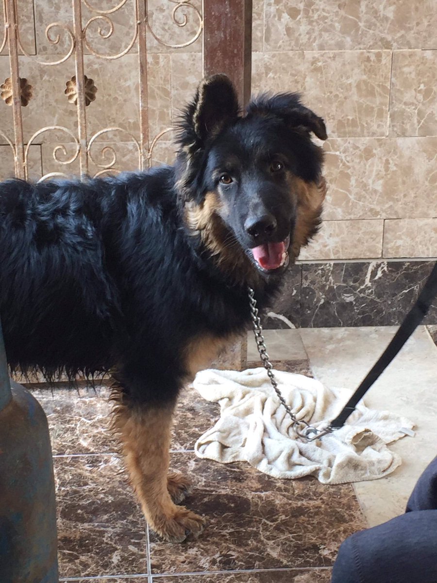 RAKKHOO's tweet photo. الكلب اتسرق من غرب سوميد ياريت اللي يلاقيه يكلمني 
Missing since 3/1/2018 😔
Retweet , Retweet please 🙏🏼

اسمه " Wolly" 

#lost_dog 
#please_help📢
#german_black_yellow
#جيرمن
#7months_years_old .
#male 
#cash_reward 💰
#غرب_سوميد 
#6_october
#٦_اكتوبر
#كلب_ضايع 
 
01119266865 https://t.co/VikdrKr2hk