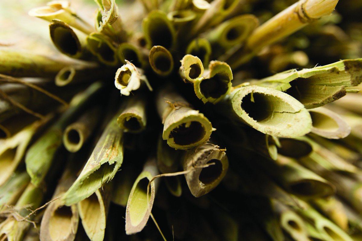 #PROICSA rescatan las bondades nutricionales y las oportunidades en el mercado productivo que presenta un derivado de la caña conocido como azúcar integral, panela, pan de azúcar, azúcar #mascabo, raspadura o chancaca goo.gl/twcYTm