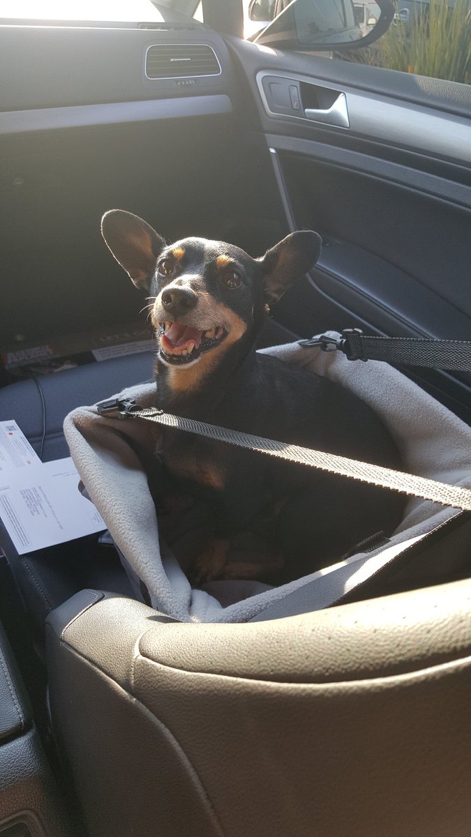 jdmontes_'s tweet photo. need at least $2000 to pay for my best friends eye surgery.. otherwise he will be put down today.. 😭😭😭😭😭😭 https://t.co/R3k7F7jMH0