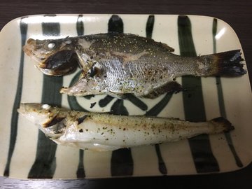 釣って食べれる ウミタナゴ とは その釣り方と美味しい食べ方をご紹介 暮らし の