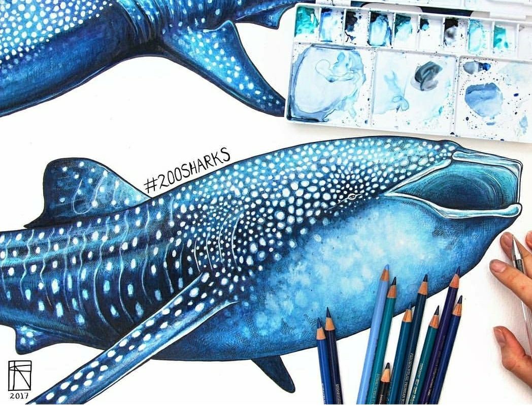 Sharks4Kids's tweet photo. Celebrating #WhaleSharkWednesday with this #beautiful artwork by the talented @FrancescaaPage https://t.co/9BwyRDSJwz