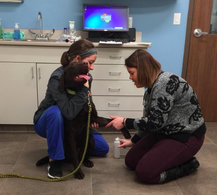 PawsForFreedom's tweet photo. Matty got his blood drawn last week at Piper Heritage Veterinary Clinic for a heart worm test. He was up to 60 lbs &amp; got his rabies vaccine. #servicedogs https://t.co/wKk7tJ7tQU