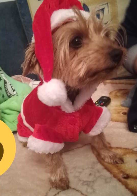 3_jeney's tweet photo. mi perrita mandy #HappyPets https://t.co/DfhKt5KsPa