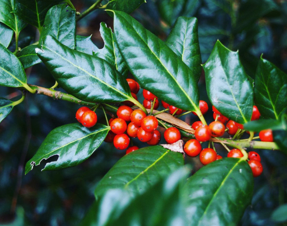 CherokeeTrees's tweet photo. https://t.co/ltwGjL47uf   The #Holly is our newest #treeofthemonth. Check out our #blog to read about this #winter favorite. #trees #treecare #springfieldmo #lovespringfield https://t.co/5SxdY2HCj4