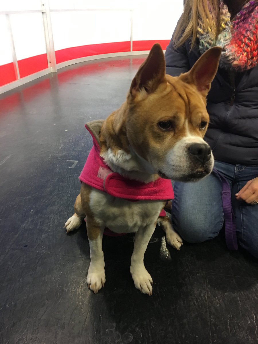 KimKalunian's tweet photo. Bailey is looking for a home! This 6-year-old mix is available now at @PARLri https://t.co/WBSChcnO9N