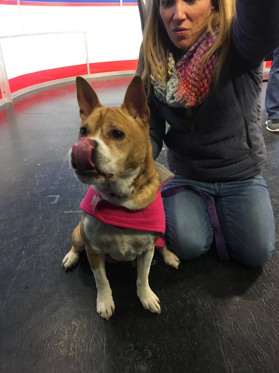 KimKalunian's tweet photo. Bailey is looking for a home! This 6-year-old mix is available now at @PARLri https://t.co/WBSChcnO9N
