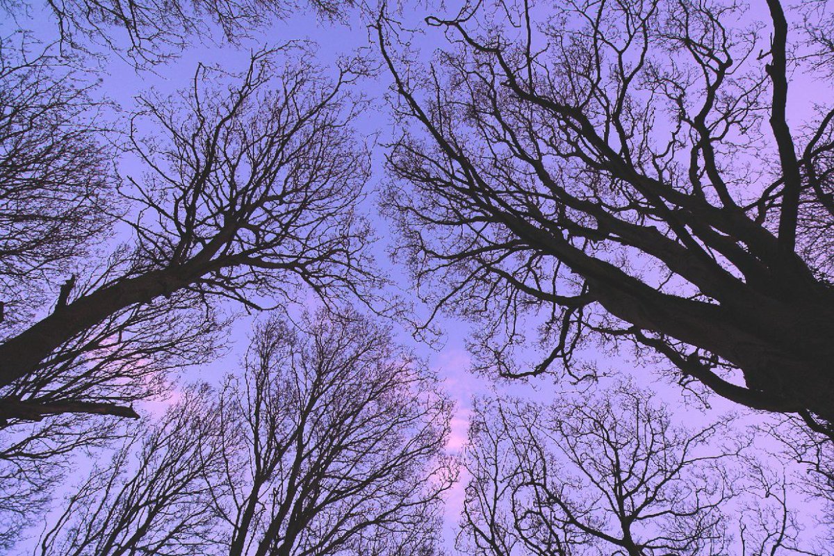 "Crown shyness": back in August a tweet of mine abt this arboreal phenomenon, whereby trees respect each other's personal canopy space, went a little wild (x.com/RobGMacfarlane…). I've recently been sent these beautiful photos of crown shyness by @nice2nettles &amp; @deewallace32.