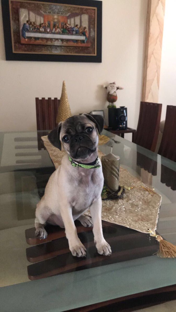 brianc_16's tweet photo. Quisiera tener la vida de lilo 😩❤️🐶 jeje 🍀 https://t.co/ltVuNjfwR8
