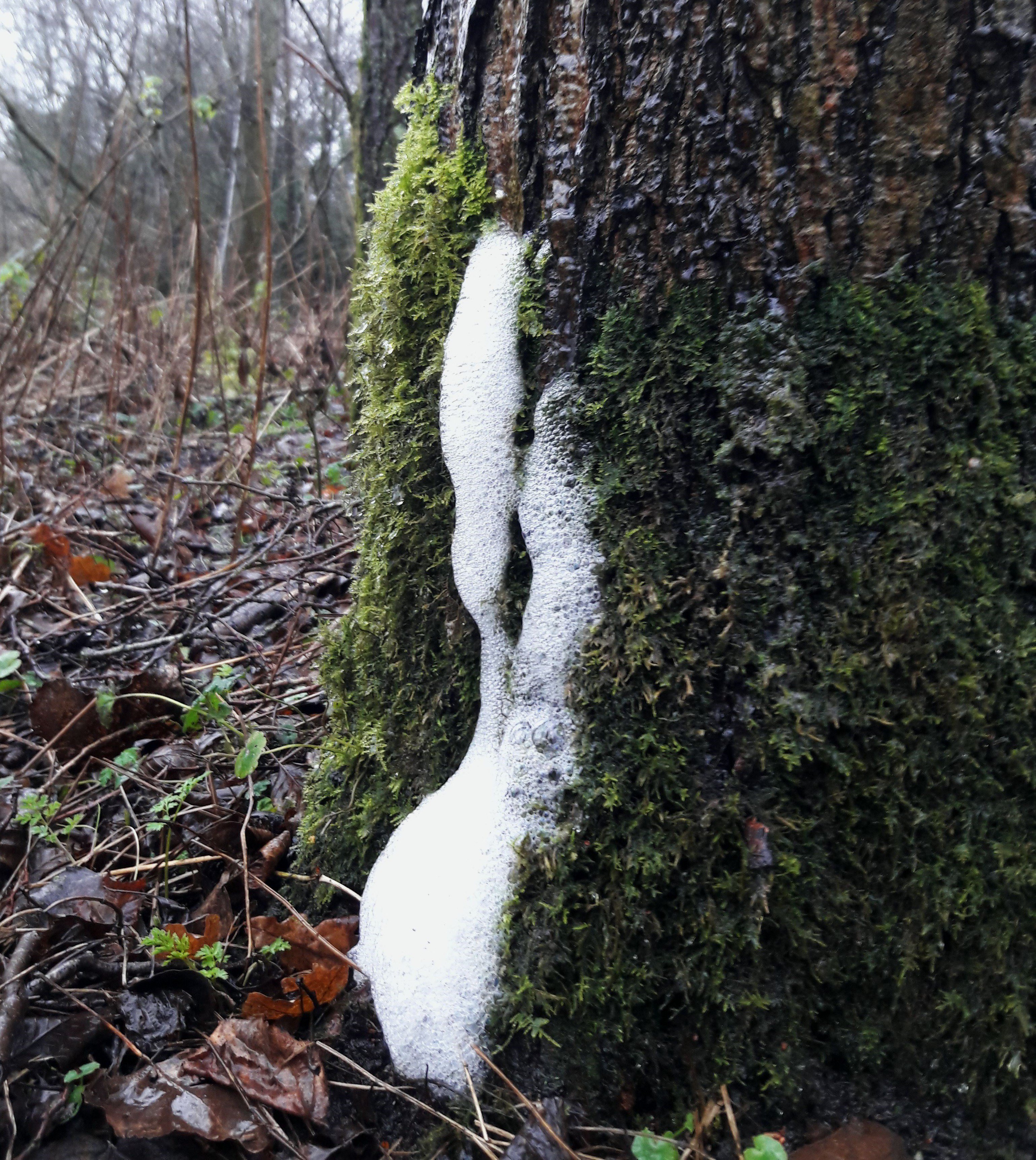 Sussex Wildlife Trust 🦔 on X: With all this rain, some of the trees have  started to foam! Channeled by the bark, a steady flow of rainwater dripped  onto the moss at