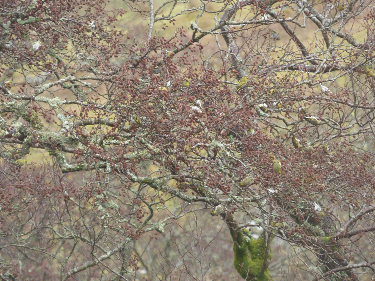 Besides the spectacular scenery &amp; mountainousness of the morning, the wildlife was really good. A Golden Eagle taking off from the ridge 30m ahead of me, 2 Snow Bunting, 8 Ptarmigan dressed in their snowsuits, and c200 Siskin in the Alders.