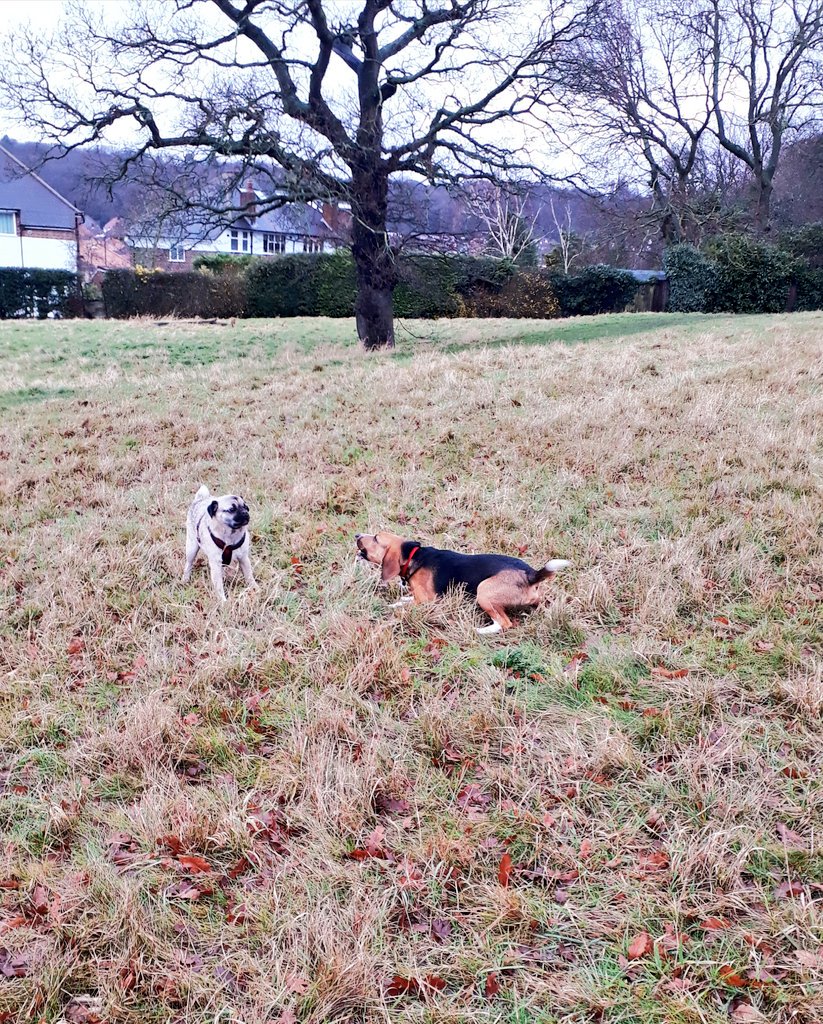 hartshounds's tweet photo. When dogs say hello...#dogs #beagle #pug #dogfriends #elthampark https://t.co/MOQxZKLkq1
