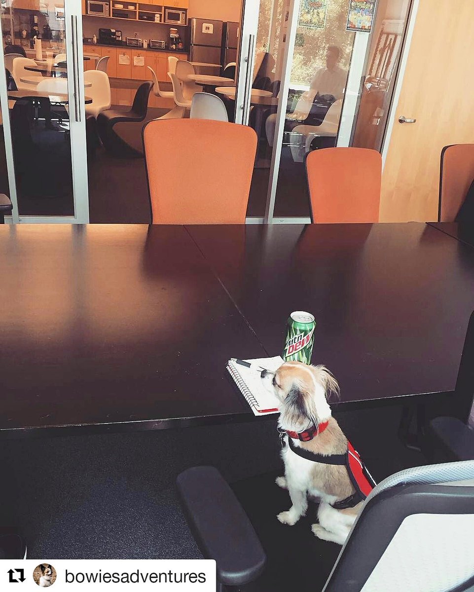 usserviceanimal's tweet photo. When you're the only one prepared for the meeting...😁
#ussupportanimals #bowiesadventures #myesa #emotionalsupportanimal #emotionalsupportdog #emotionalsupportanimals #dog #dogs https://t.co/7HdT1rJO2w