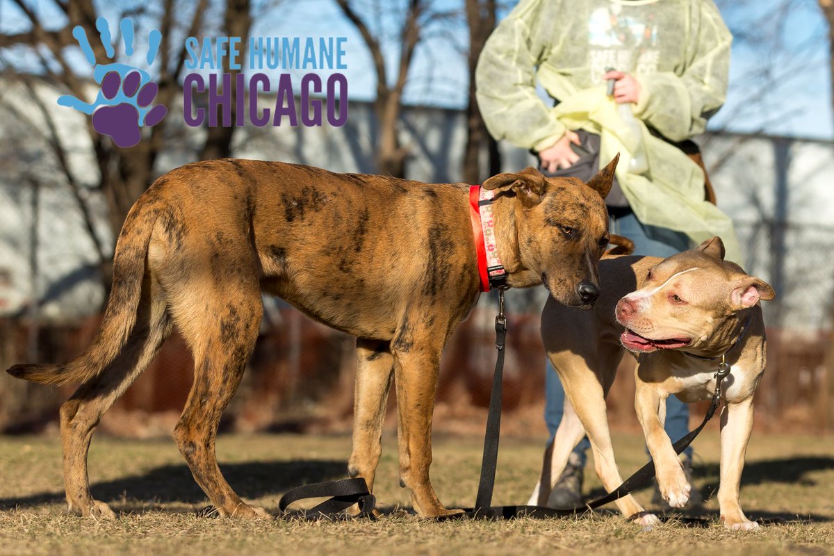 SafeHumane's tweet photo. Happy New Year from 2 of 800+ dogs that got out to play at CACC in 2017 because of #SafeHumane volunteers and donors. #CourtCaseDog Niblet is explaining it to her new playmate. Looking forward to even more in 2018. #volunteer #foster #adopt #donate https://t.co/kZFI60Gq0n https://t.co/NoicuLJ4KN