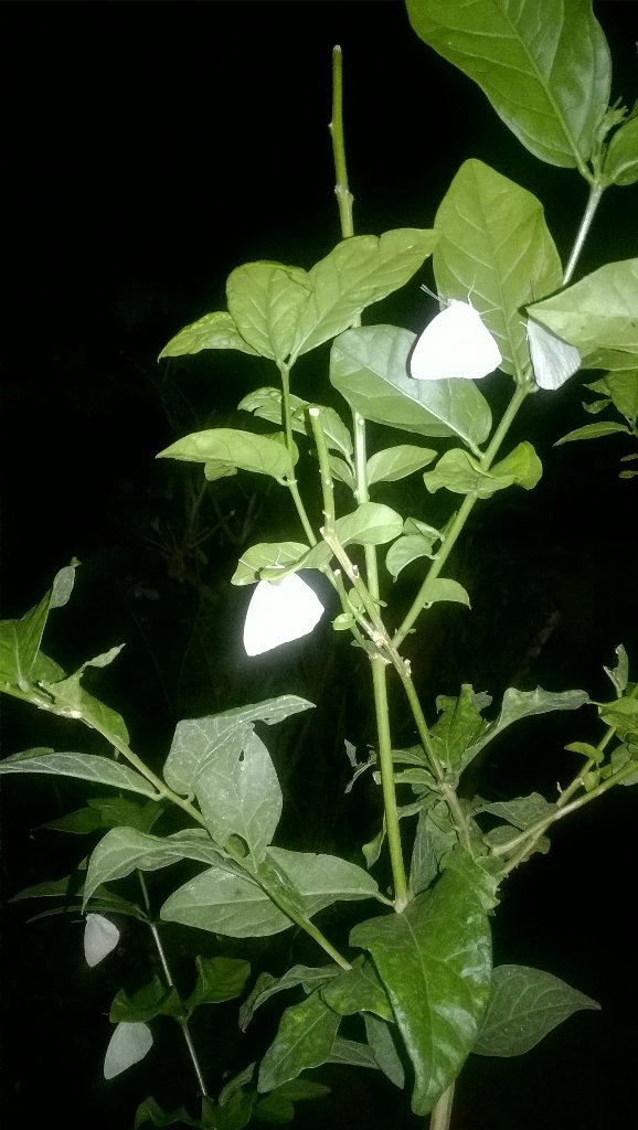 A beautiful click in our garden. Gonna take rest like this