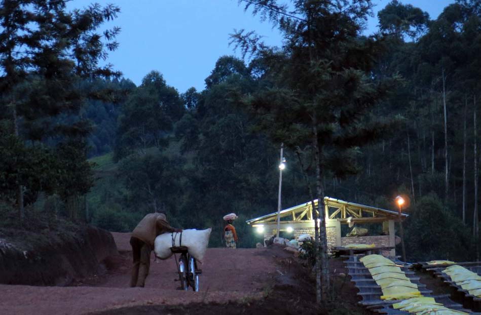 Potato Taste Defect is a serious problem for producers in East Africa. What can roasters do to mitigate the tater tantrums? Suss out the spud situation with this new submission: ow.ly/76VW30hyKyM