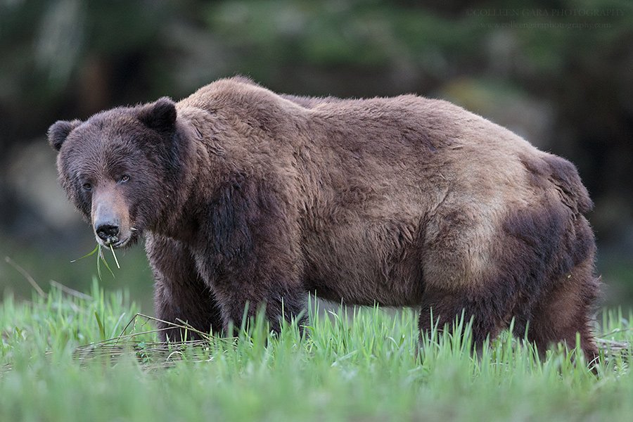 ColleenGara's tweet image. A large male grizzly feeding on Lyngby's sedge last spring in the Khutzeymateen estuary in #BritishColumbia | #grizzly #grizzlybear #khutzeymateen @HelloBC @CanGeo