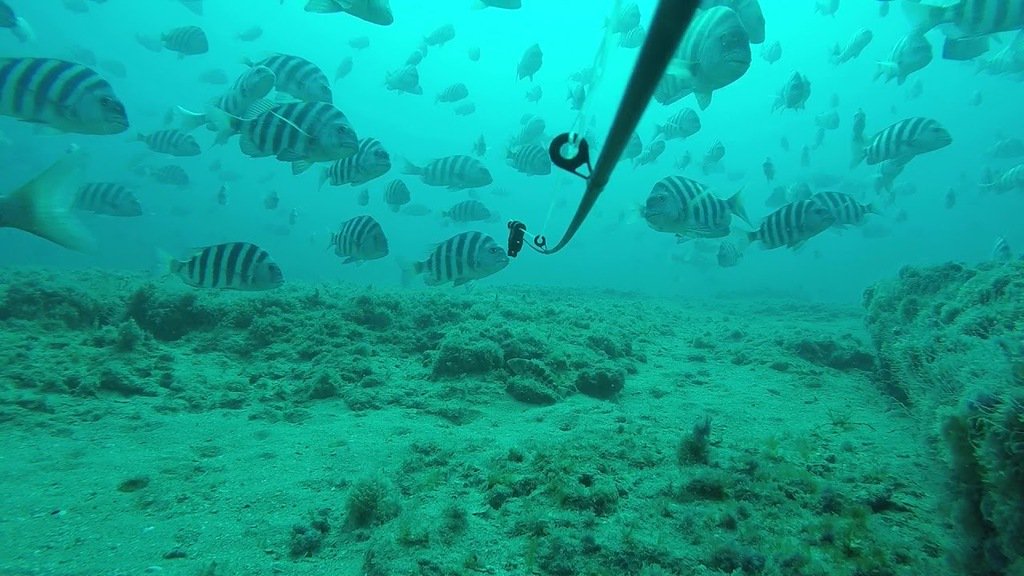 fishingbuzzlife's tweet photo. Sheepshead Paradise #fishing https://t.co/wwl3RllBT0