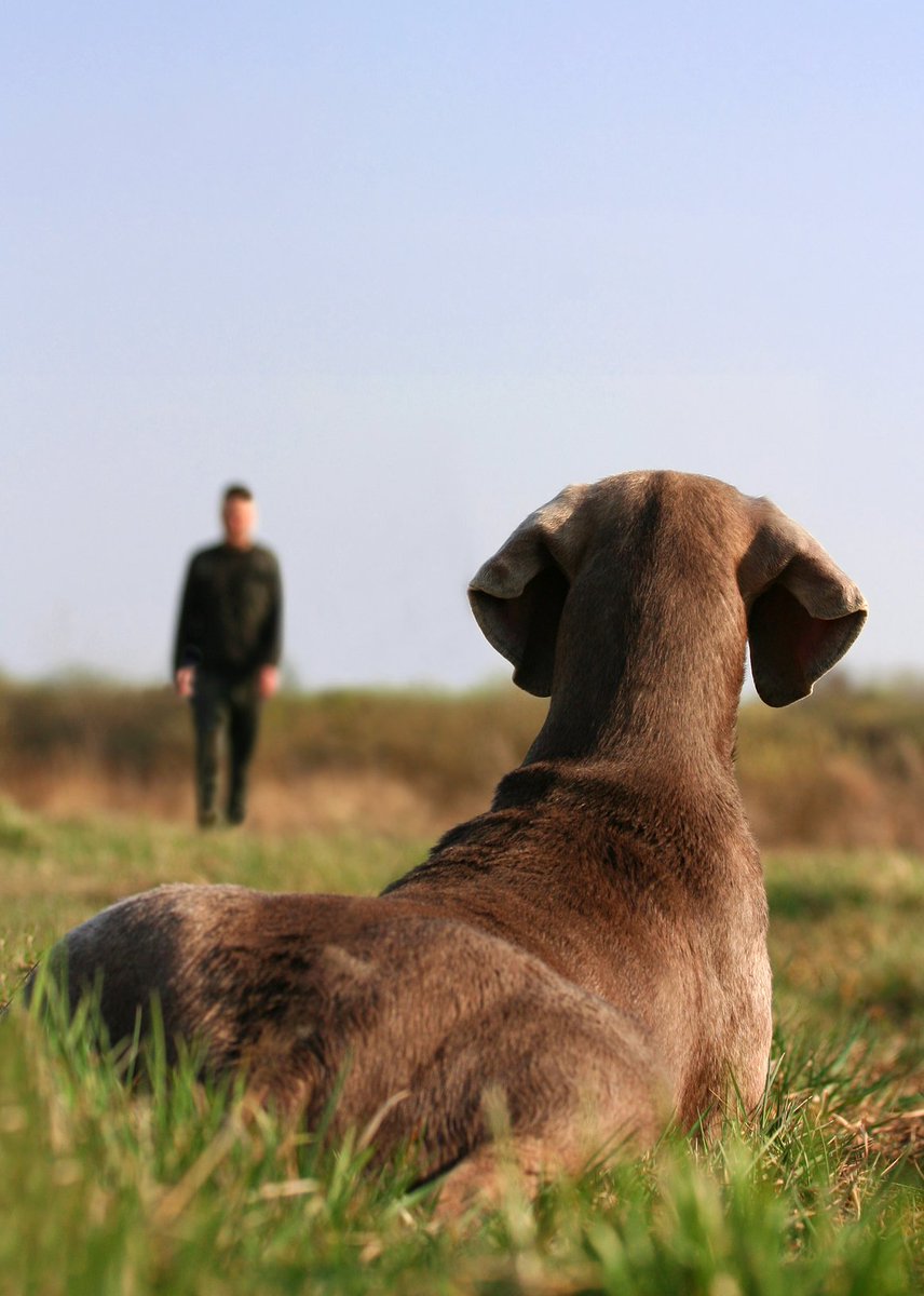 Fetch_Pets tweet picture