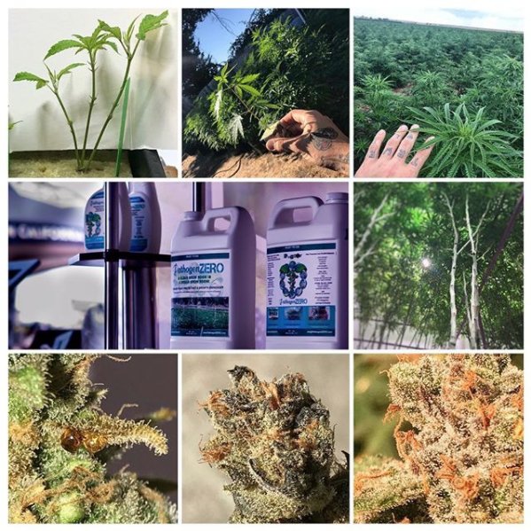 PathogenZero's tweet image. You can treat your crop all the way through harvest with Pathogen Zero. It helps with PM, BudRot and other pathogens. Protect and enhance your Garden!