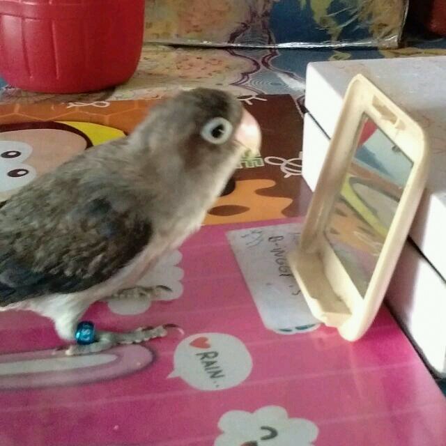 AnadeCat1's tweet photo. Lucu banget burung nya berkaca sendiri.. Mana burung kalian? https://t.co/M6iwg8iE93