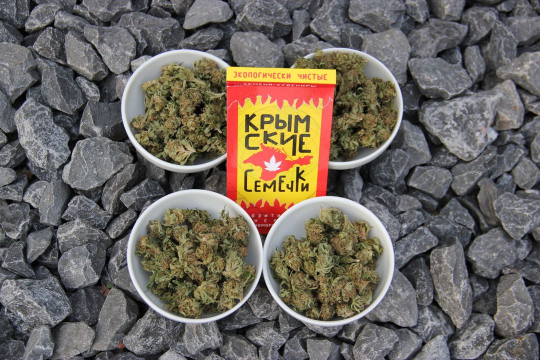 конопля купить семена в крыму конопля купить семена в крыму