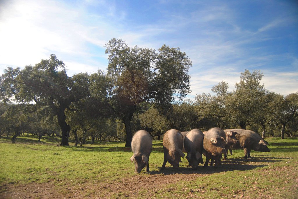 JamonMelquiades's tweet photo. Comenzamos 2018 con las 1as #matanzas de #cerdos de #bellota #ibéricos, criados con mimo en la #Dehesa, donde se desarrolla la #montanera en #otoño y los #primales se alimentan de #bellotas, hierbas y frutos del campo hasta conseguir peso y propiedades idóneas para su sacrificio. https://t.co/tD3lTP5qyR
