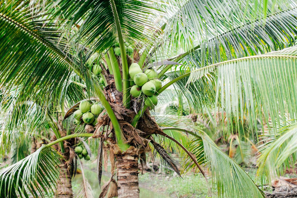 CocoCommunity's tweet photo. New year, same us! We're still sourcing from the wonderful community of Ratchaburi, Thailand to bring you the deliciously nutty flavor of Nam Hom coconuts. Our reslutions may change, but our values will stay the same! #cococommunity #asgoodasittastes https://t.co/HALWZNmL3F