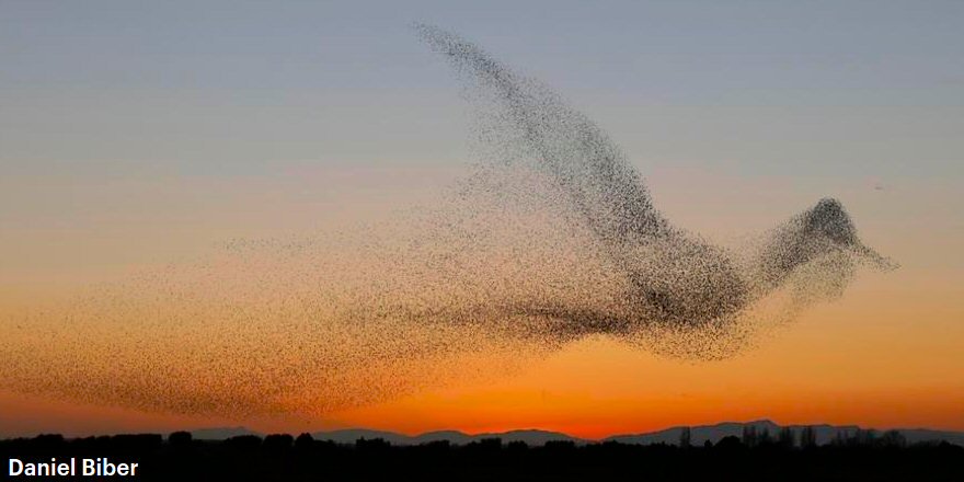 pickover's tweet photo. Fractal bird.  A giant flock of birds decides to assemble into one composite bird, as humankind gazes in awe and stupefaction. https://t.co/A3SuMxB9gJ  https://t.co/L4P02lueL6