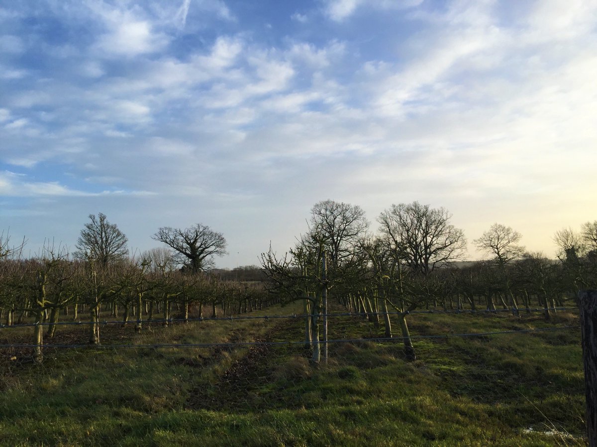 KentDiscoveries's tweet photo. After #StormEleanor. It may look grey and damp now but in a blink of an eye these orchards will be bursting into life to produce their delicious fruits. It'll be a few months until the blossom appears, but worth the wait #kentapples #buylocal #loveyourcountryside #keepitkentish https://t.co/eaxa7V5WKq